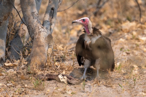 Hooded Vulture (Necrosyrtes monachus) on the ground with carrion, Moremi Game Reserve, Botswana