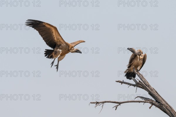 Two white-backed vultures (Gyps africanus) in flight, sitting on a branch, Moremi Game Reserve, Botswana