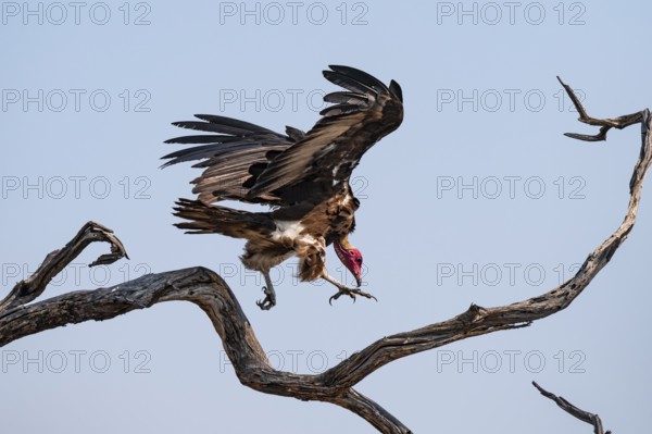 Hooded Vulture (Necrosyrtes monachus) flies, lands on a branch against a blue sky, Moremi Game Reserve, Botswana