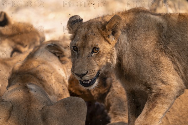 Young male, lion (Panthera leo), Moremi Game Reserve, Botswana