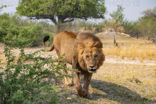 Maned Lion, Lion (Panthera Leo) runs, Savanna, Moremi Game Reserve, Botswana