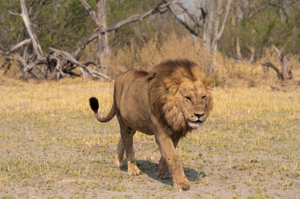 Maned lion, lion (Panthera Leo) runs to the side, savanna, Moremi Game Reserve, Botswana
