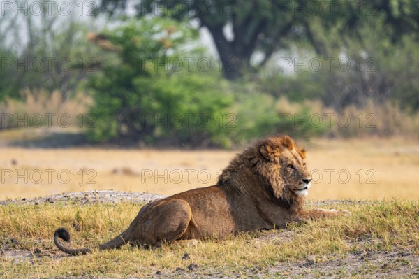 Maned lion, lion (Panthera leo) lies in the savanna, Moremi Game Reserve, Botswana