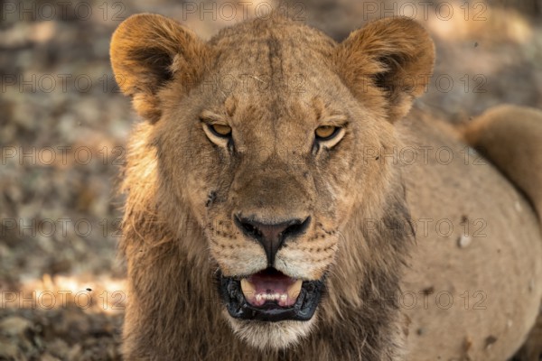Animal portrait, young male, lion (Panthera Leo) lying, savanna, Moremi Game Reserve, Botswana