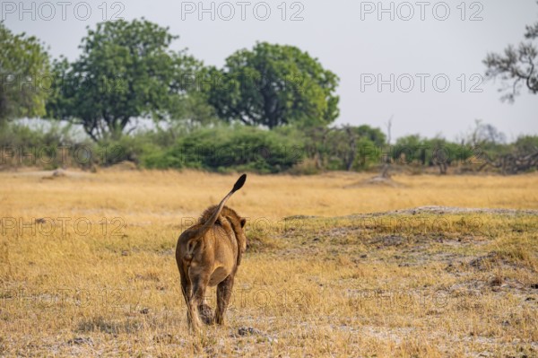 Maned lion, lion (Panthera leo) goes away, savanna, Moremi Game Reserve, Botswana