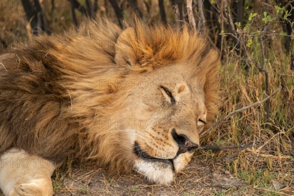 Animal portrait, young male, lion (Panthera Leo) sleeping, savanna, Moremi Game Reserve, Botswana