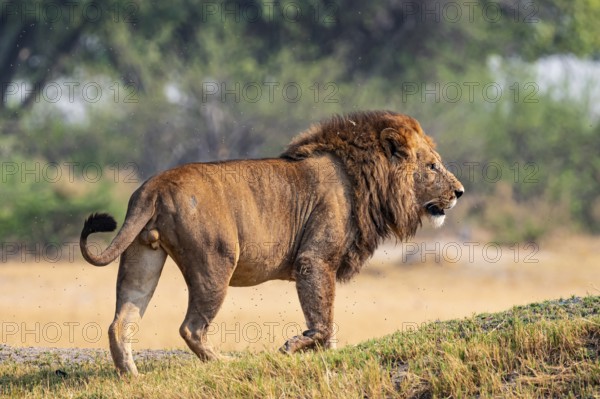 Maned lion, lion (Panthera Leo) looking sideways, savanna, Moremi Game Reserve, Botswana