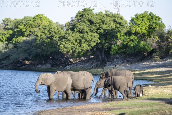 African elephant (Loxodonta africana) drinking in Chobe River, Ihaha, Chobe National Park National Park, Botswan
