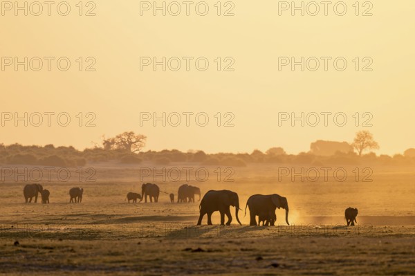 African elephant (Loxodonta africana), silhouette, sunset, atmospheric light, Ihaha, Chobe National Park National Park, Botswan