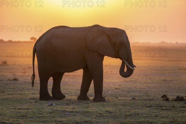 Herd, African Elephant (Loxodonta africana), Silhouette, Sunset, Ambient Light, Ihaha, Chobe National Park, Botswan