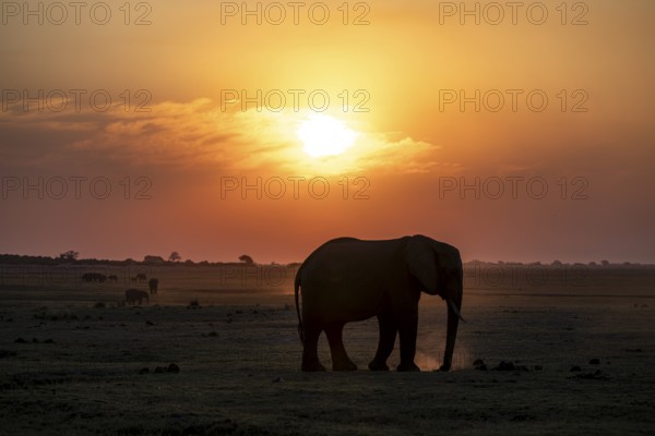African elephant (Loxodonta africana), silhouette, sunset, atmospheric light, Ihaha, Chobe National Park National Park, Botswan
