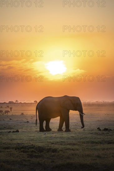 Herd, African Elephant (Loxodonta africana), Silhouette, Sunset, Ambient Light, Ihaha, Chobe National Park, Botswan