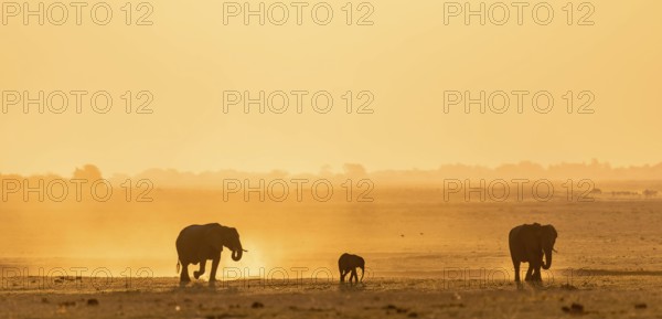 Young animal, African elephant (Loxodonta africana), silhouette, sunset, atmospheric light, Ihaha, Chobe National Park National Park, Botswan