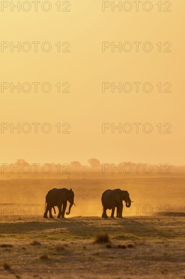 African elephant (Loxodonta africana), silhouette, sunset, atmospheric light, Ihaha, Chobe National Park National Park, Botswan