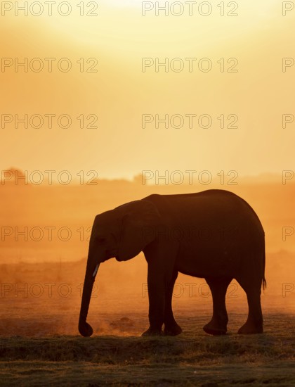 African elephant (Loxodonta africana), silhouette, sunset, atmospheric light, Ihaha, Chobe National Park National Park, Botswan