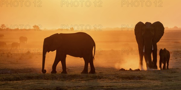 African elephant (Loxodonta africana) with young, silhouette, sunset, atmospheric light, Ihaha, Chobe National Park National Park, Botswan