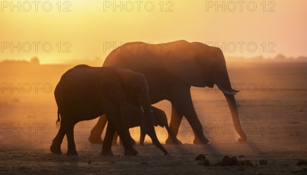 Herd with young animal, African elephant (Loxodonta africana), silhouette, sunset, atmospheric lighting, Ihaha, Chobe National Park National Park, Botswan