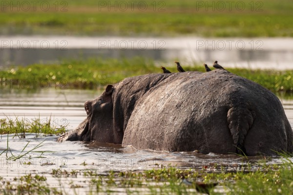 Hippopotamus (Hippopatamus amphibius), Okavango Delta, Moremi Game Reserve, Botswana