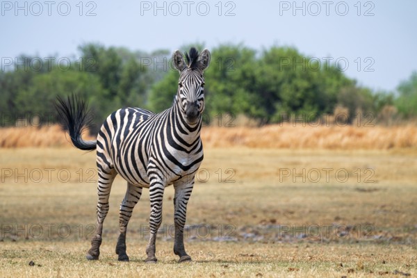 Steppe Zebra, Moremi Game Reserve, Botswana