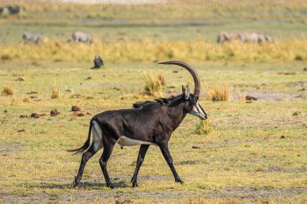 Sable, black antelope, black antelope (Hippotragus niger), Moremi Game Reserve, Botswana