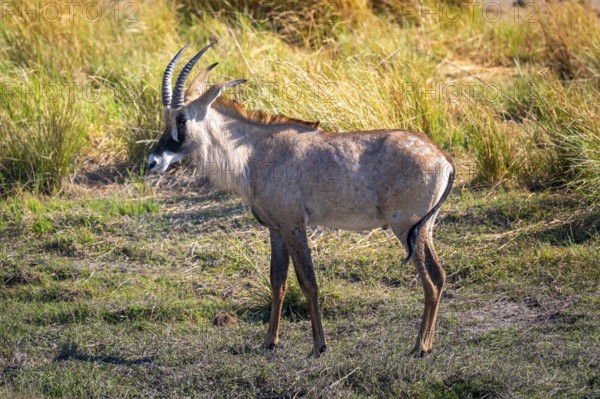 Young animal, sable, black antelope, black antelope (Hippotragus niger), Moremi Game Reserve, Botswana