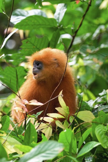 Red leaf monkey (Presbytis rubicunda) in a tree, Borneo, Malaysia