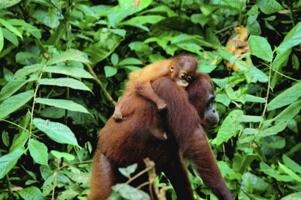 Female Orangutan (Pongo borneo) carrying her youngster in the forest, Borneo, Malaysia