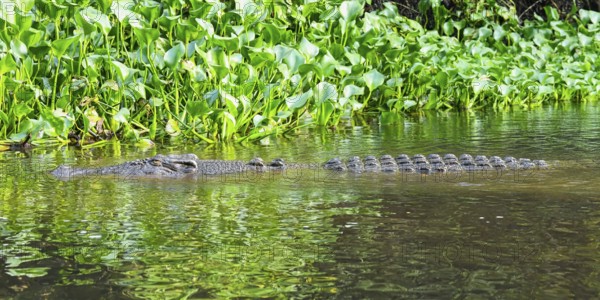 Saltwater crocodile (Crocodylus porosus) swimming in mangrove, Borneo, Malaysia