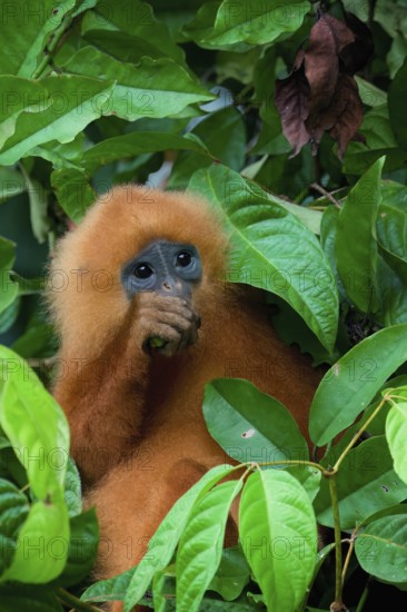 Red leaf monkey (Presbytis rubicunda) feeding on leaves, Borneo, Malaysia