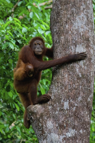 Female Orangutan (Pongo borneo) carrying her youngster in the forest, Borneo, Malaysia