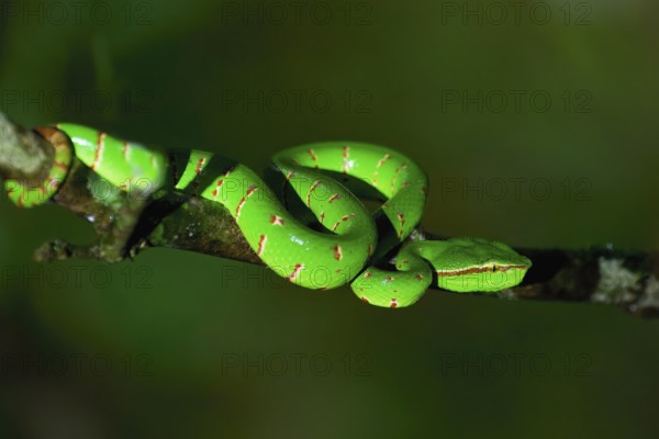 Bornean pit viper (Craspedocephalus borneensis) rolled up around a branch, Borneo, Malaysia