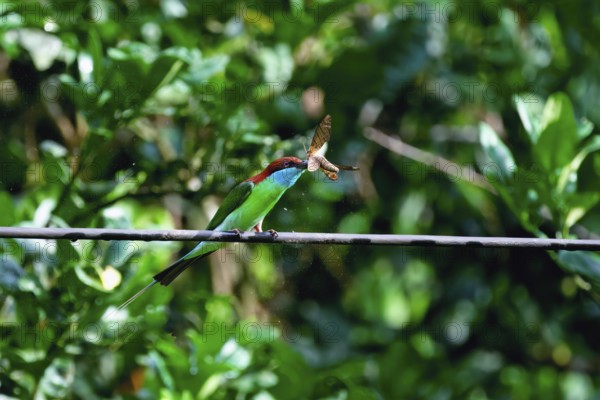 Blue-throated bee-eater (Merops viridis) catching and eating a hawk moth, Borneo, Malaysia