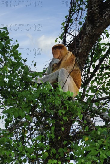 Endemic Proboscis monkey or Long-nosed monkey (Nasalis larvatus), sitting on a branch in the forest, Borneo, Malaysia