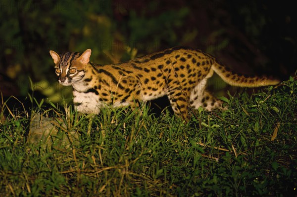 Leopard cat (Prionailurus bengalensis) walking in the forest at night, Borneo, Malaysia