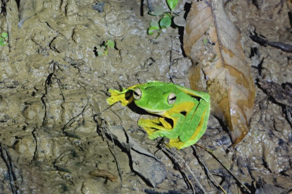 Wallace's flying frog (Rhacophorus nigropalmatus), Borneo, Malaysia