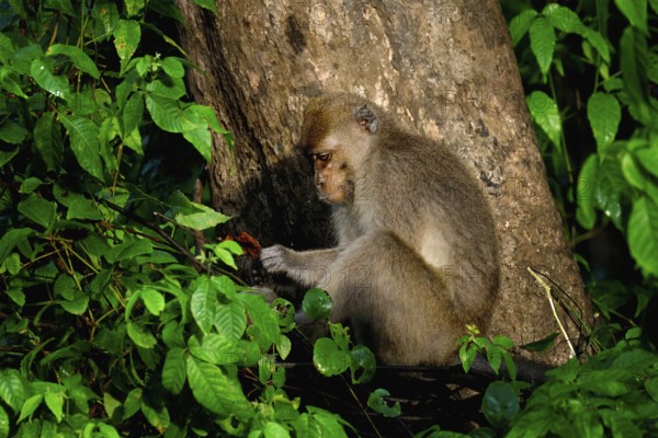 Long-tailed Macaque (Macaca fascicularis) in a tree, Borneo, Malaysia
