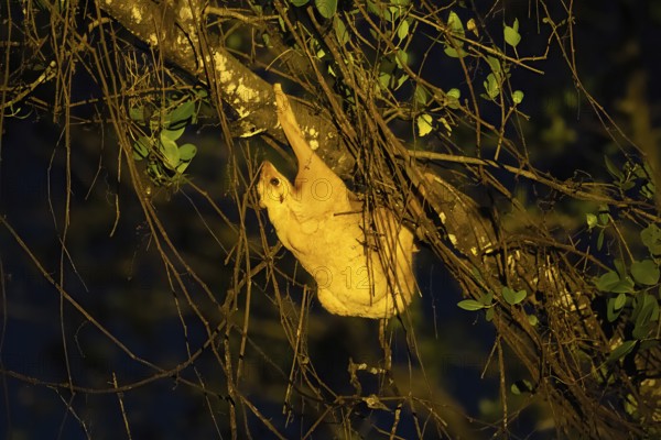 Bornean colugo (Galeopterus borneanus) in a tree, Borneo, Malaysia