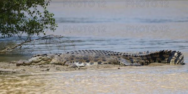 Saltwater crocodile (Crocodylus porosus) laying on a riverbank, Borneo, Malaysia