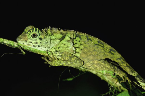 Borneo anglehead lizard (Gonocephalus bornensis) on a branch at night, Borneo, Malaysia
