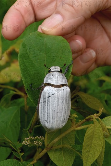 White Cockchafer Beetle on a leaf, Hand showing the size of the beetle Borneo, Malaysia