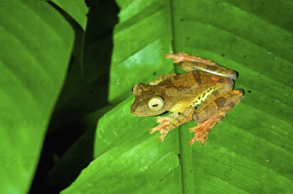 Harlequin Flying Tree Frog (Rhacophorus pardalis) sitting on a leaf, Borneo, Malaysia