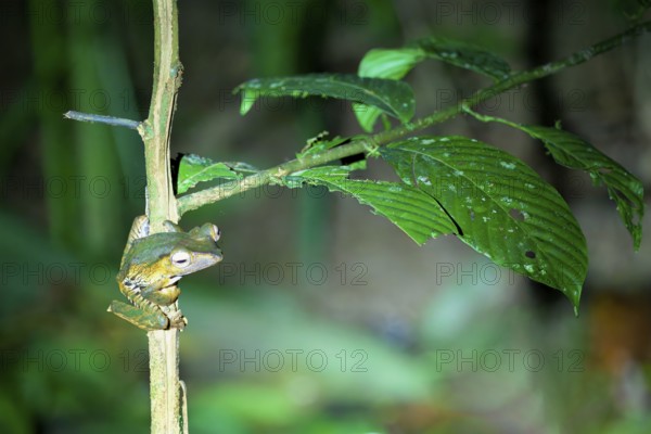 Borneo eared frog or File-eared tree frog (Polypedates otilophus), Borneo, Malaysia