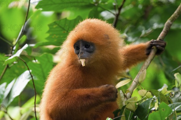 Red leaf monkey (Presbytis rubicunda) feeding on leaves, Borneo, Malaysia