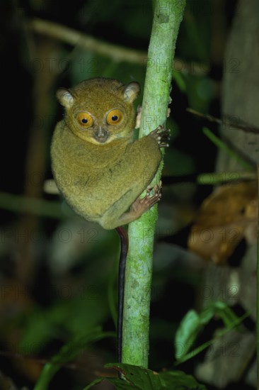 Horsfield's tarsier (Cephalopachus bancanus) or Western tarsier climbing a tree branch, Borneo, Malaysia