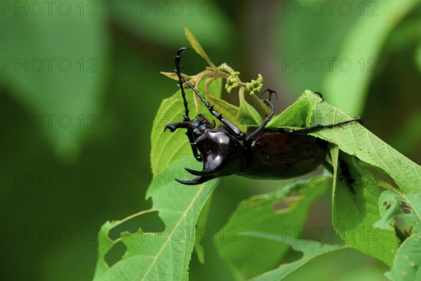 Rhinoceros beetle on a tree leaf, Borneo, Malaysia