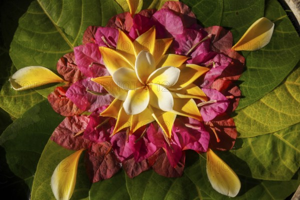 Hindu flower offering, Bali, Indonesia