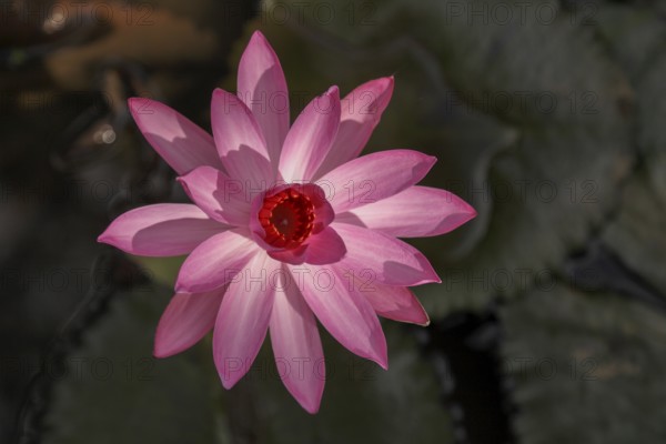 Water lily, Bali, Indonesia