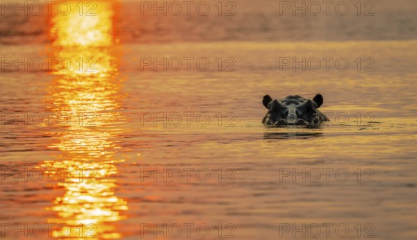 Hippopotamus (Hippopatamus amphibius) in water, Kavango River, sunset, Zambezi region, Caprivi Strip, Namibia