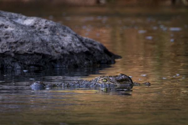 Nile crocodile (Crocodylus niloticus) in water, Kavango River, sunset, Zambezi region, Caprivi strip, Namibia
