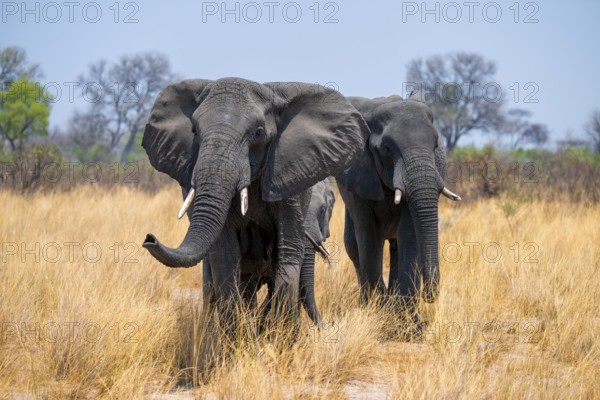 African elephant (Loxodonta africana) in dry savanna, Bwabwata National Park, Caprivi Strip, Namibia